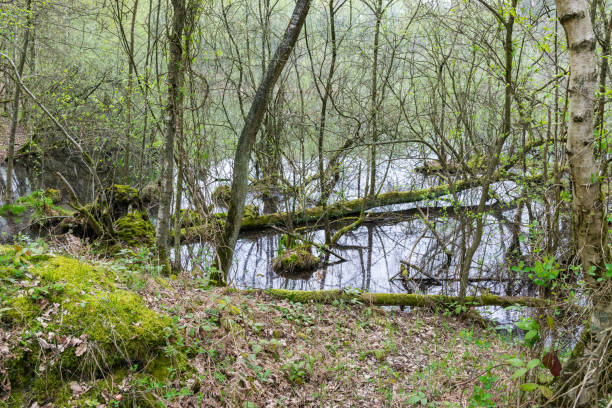 istock Old dry tree fallen in flooded forest. 1145899099