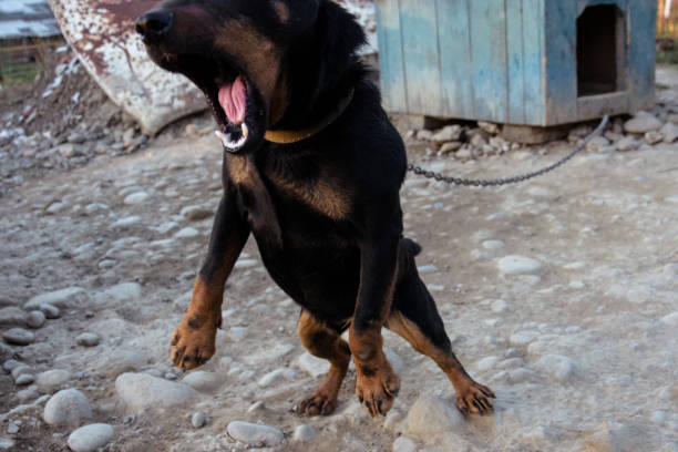 istock Black Doberman barking on the chain showing teeth and his anger 1145900383