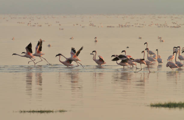 istock Lesser flamingos (Phoenicoparrus minor) Sunrise 1145901468