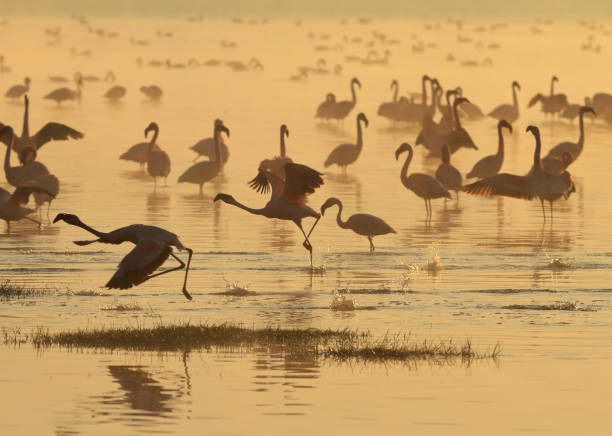 istock Lesser flamingos (Phoenicoparrus minor) Sunrise 1145901478
