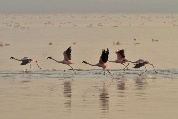 istock Lesser flamingos (Phoenicoparrus minor) Sunrise 1145901479