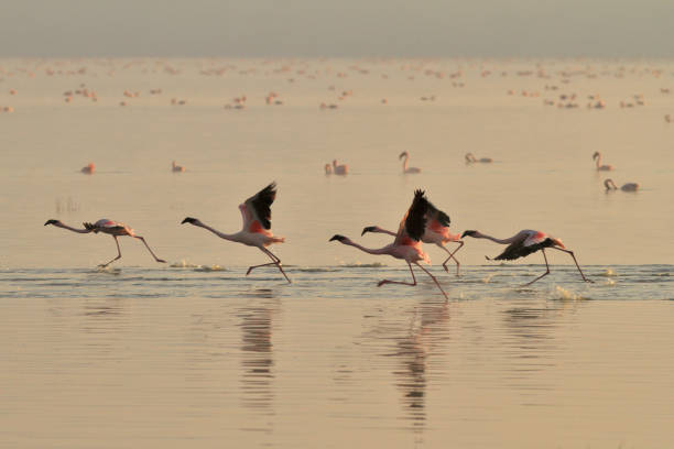 istock Lesser flamingos (Phoenicoparrus minor) Sunrise 1145901484