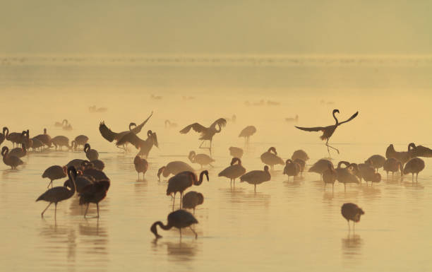istock Lesser flamingos (Phoenicoparrus minor) Sunrise 1145901509