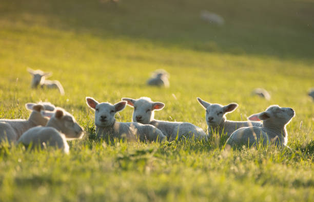 милые маленькие ягнята на свежем зеленом лугу - lamb animal farm cute стоковые фото и изображения