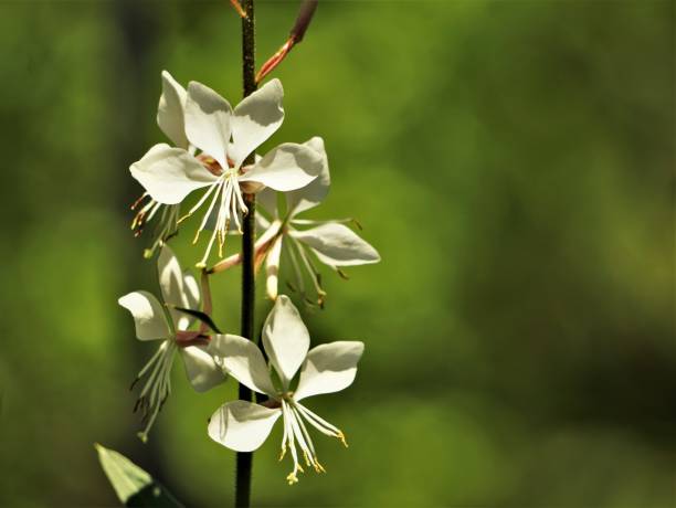 istock Gaura lindheimeri or Whirling Butterflies 1145903229