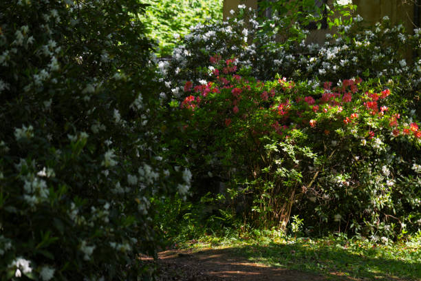 istock in rhododendron park 1145903415