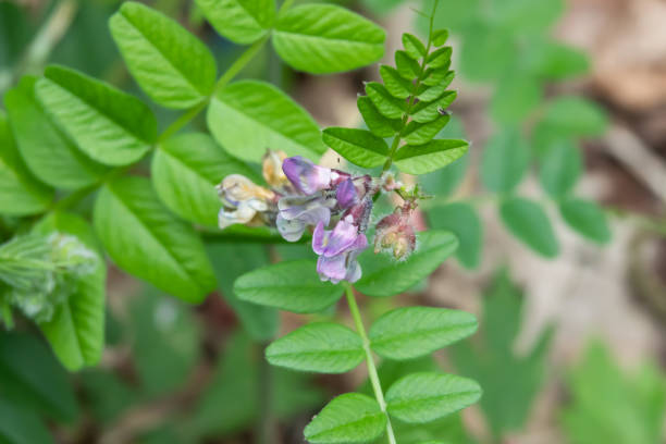 istock Bush Vetch Flowers in Bloom in Springtime 1145904419