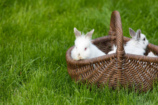 istock Easter white bunnies in a wicker basket on the grass 1145904480