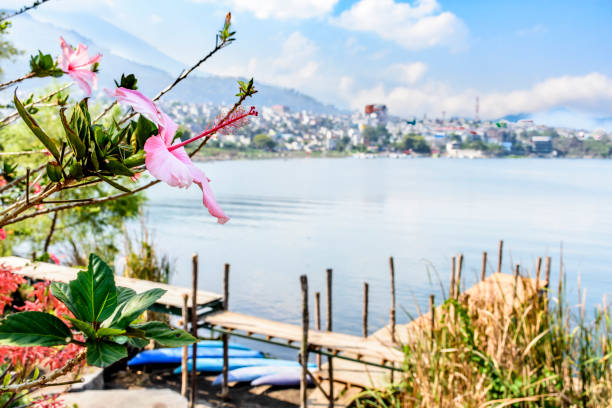 Hibiscus flowers growing beside lake with town in background stock photo