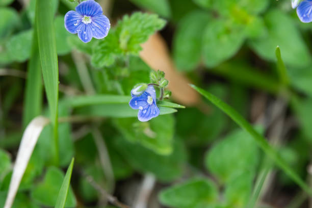istock Germander Speedwell Flowers in Bloom in Springtime 1145904748