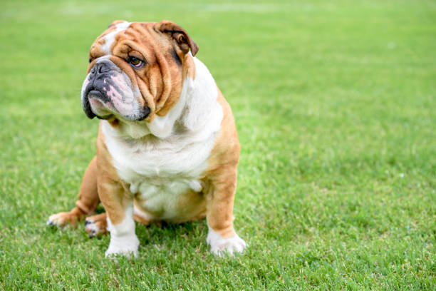 piękny buldog angielski na świeżym powietrzu - english bulldog zdjęcia i obrazy z banku zdjęć