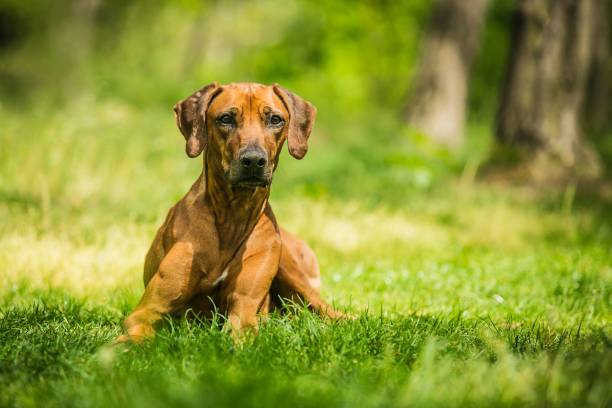istock Rhodesian ridgeback with brown hair lying down on green grass, 1145905912