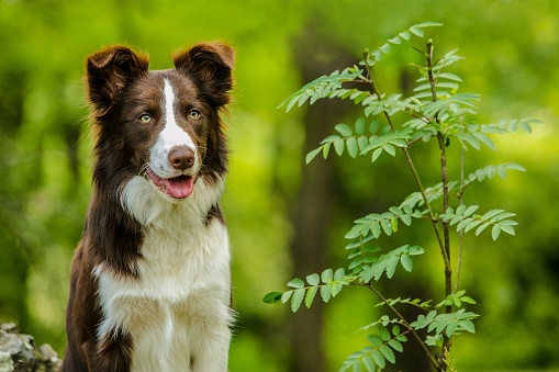 An Australian Sheppard dog looking at the camera with a natural green background.