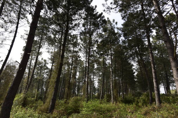 istock sky view from bottom of the trees 1145907026