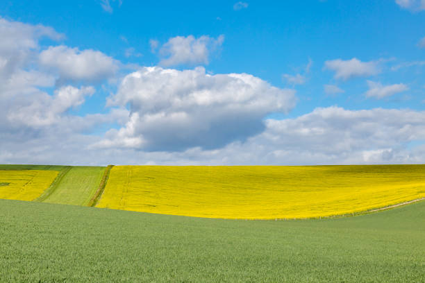 istock Sussex Farmland in Springtime 1145907072