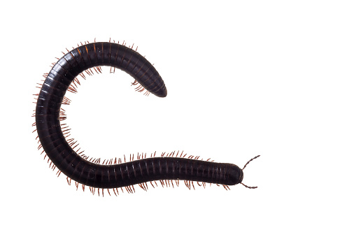 Julidae. Dark brown and orange millipede insect, about 7cm long, Europe. Isolated on white.