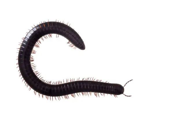 Photo of Julidae. Dark brown and orange millipede, about 7cm long, Europe. The ultimate creepy crawly. Isolated on white background.