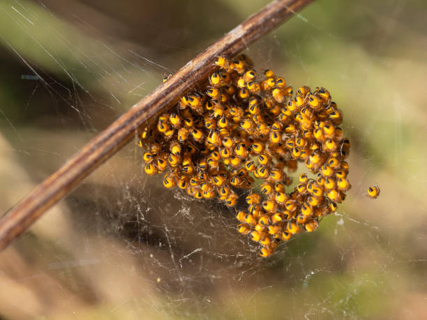 pająki tkacza, pająki, w gnieździe, żółty i czarny, makro. - hatchling yellow small nature zdjęcia i obrazy z banku zdjęć