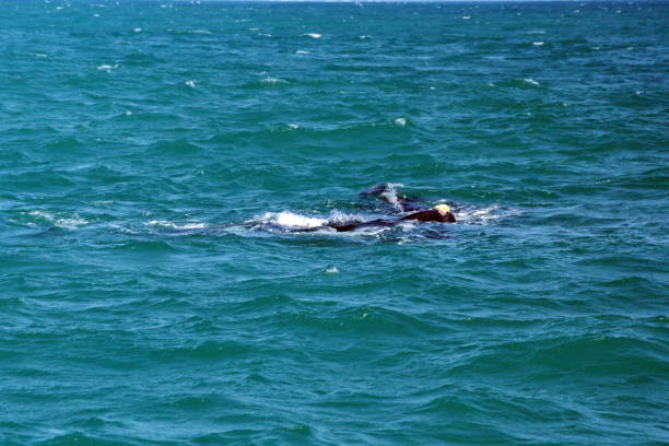 istock Head of a Southern Right Whale 1145908180