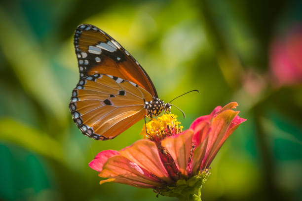 istock Monarch Butterfly On Daisy Flower In The Garden 1145909270