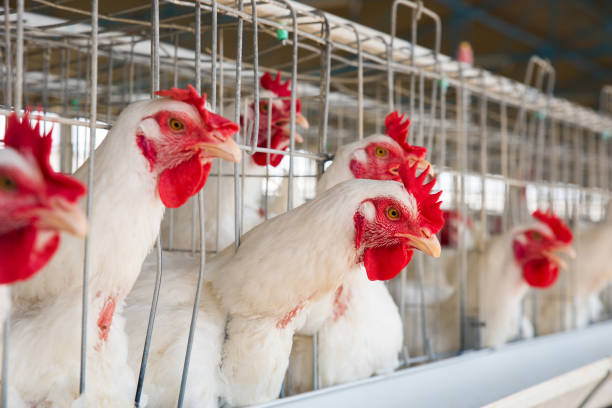 istock Hens In The Chicken Farm 1145909329