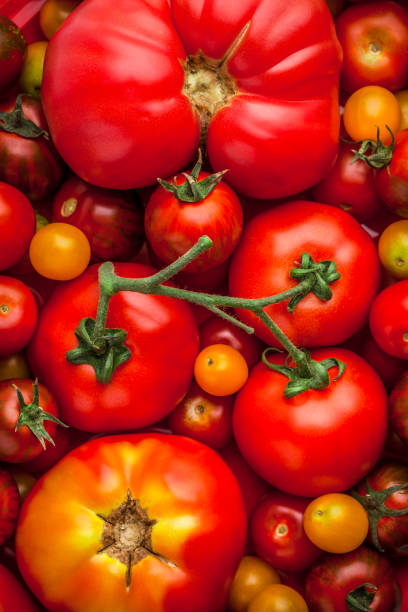 istock Tomatoes vibrant color shiny large overhead assorted mix natural look 1145910361