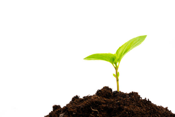 istock young plant in soil isolated 1145910673