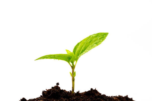 istock young plant in soil isolated 1145910785