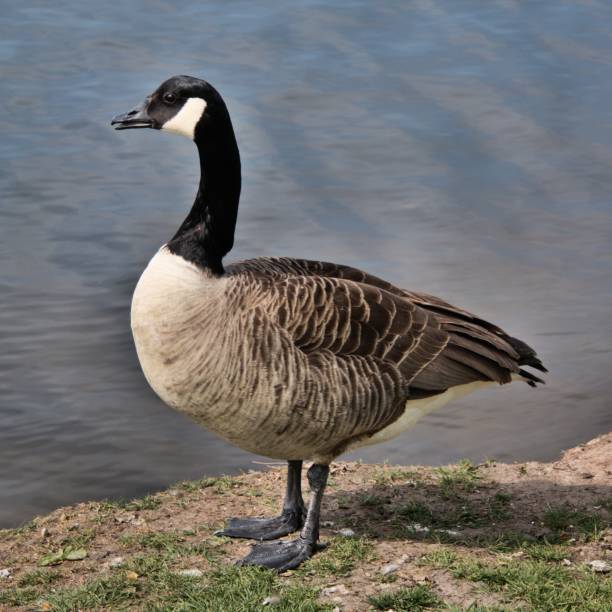 istock A view of a Canada Goose at Nantwich 1145910799