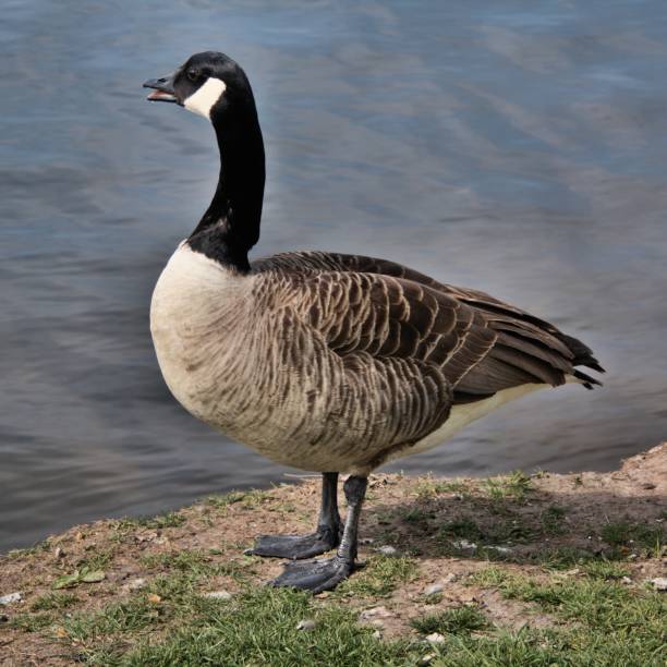istock A view of a Canada Goose at Nantwich 1145910828