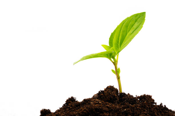 istock young plant in soil isolated 1145911499