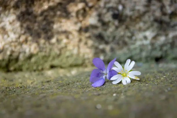 Two small violet and white flower heads sitting on the ground viewed in close-up with grey harsh stone blurred in background with copy space