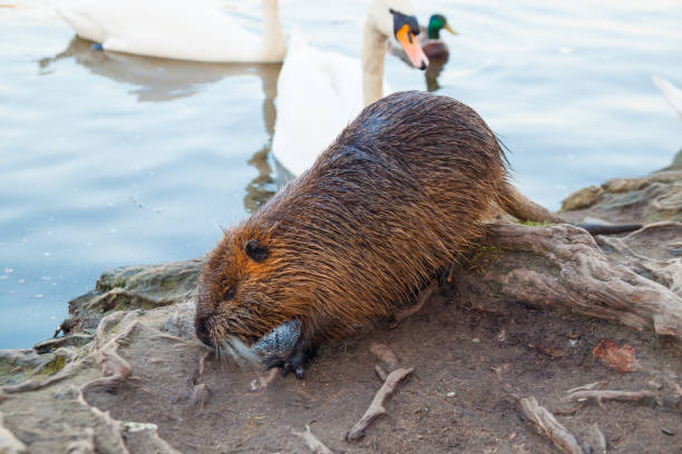 coypu und schwan in wilder natur - invasive specie stock-fotos und bilder