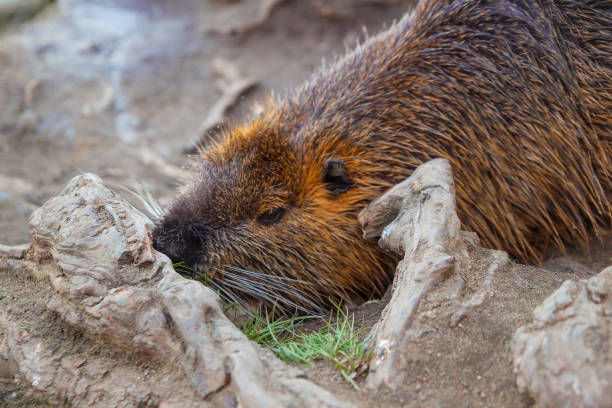 istock coypu in wild nature 1145913123