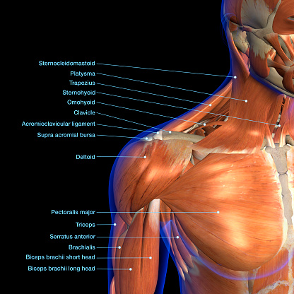 Gráfico de anatomía etiquetada de los músculos del cuello y del hombro sobre el fondo negro photo