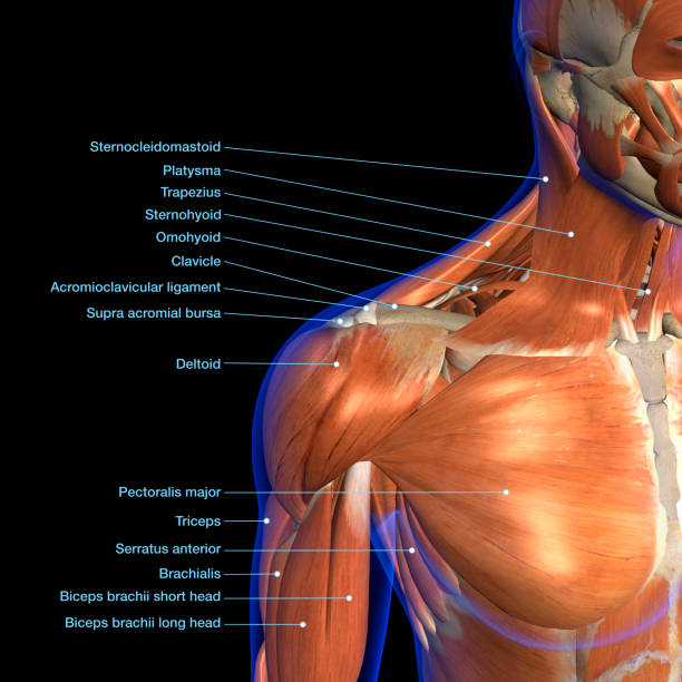 Labeled Anatomy Chart of Neck and Shoulder Muscles on Black Background Labeled human anatomy diagram of man's neck and shoulder muscles in an anterior view on a black background. deltoid stock pictures, royalty-free photos & images