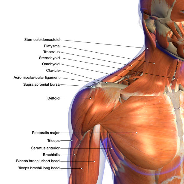 beschriftete anatomie-chart von neck und schultermuskeln auf weißem hintergrund - etikettieren fotos stock-fotos und bilder