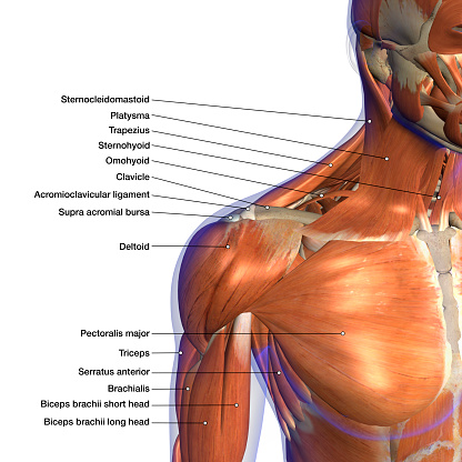 Tabla de anatomía etiquetada de los músculos del cuello y del hombro sobre fondo blanco photo