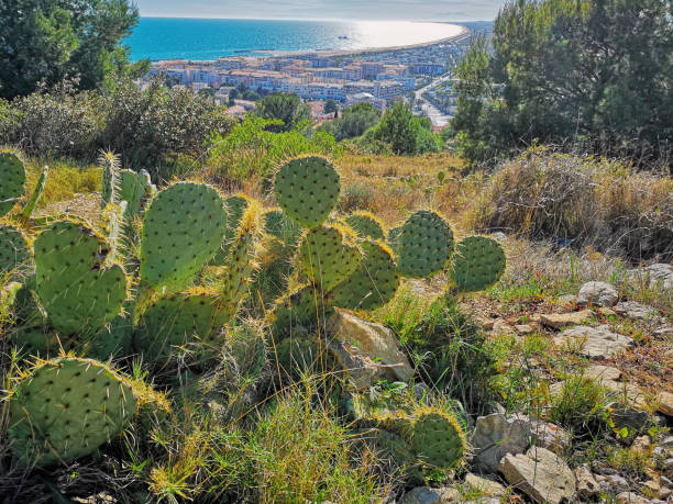 View at Sete from the Mount of St. Clair, south of France