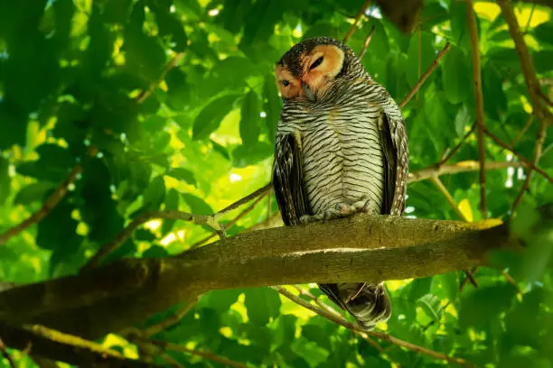 Spotted Wood-Owl - Strix seloputo, owl of the earless owl genus Strix, three subspecies are seloputo, wiepkini and baweana.
