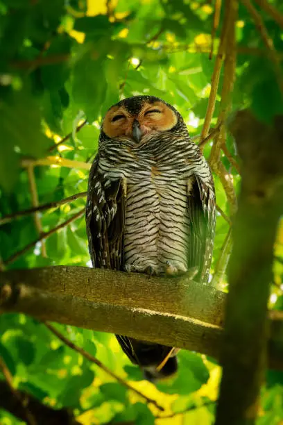 Spotted Wood-Owl - Strix seloputo, owl of the earless owl genus Strix, three subspecies are seloputo, wiepkini and baweana.