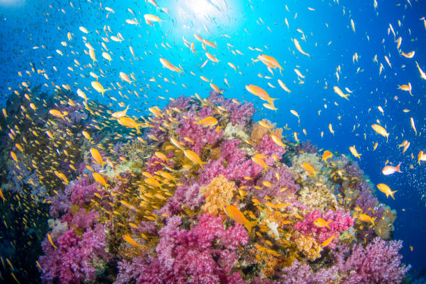 Coral Reef Beautiful coral reef in Egypt covered in pink soft coral and orange anthia fish with the sun and surface in background great barrier reef coral stock pictures, royalty-free photos & images