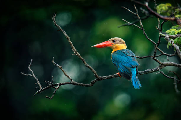 Stork-billed Kingfisher (Pelargopsis capensis) - tree kingfisher distributed in the tropical Indian subcontinent and Southeast Asia, from India to Indonesia - Singapore, Malaysia