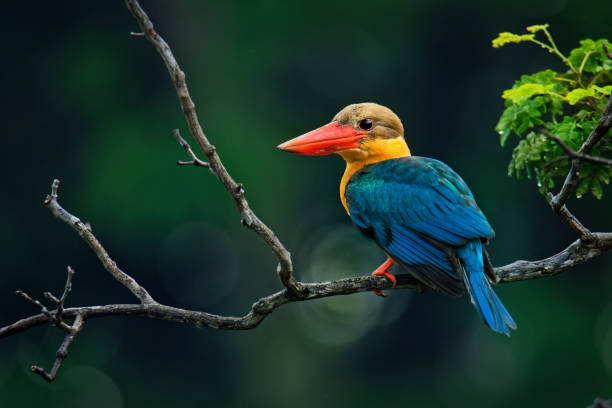 istock Stork-billed Kingfisher (Pelargopsis capensis) - tree kingfisher distributed in the tropical Indian subcontinent and Southeast Asia, from India to Indonesia - Singapore, Malaysia 1145915074