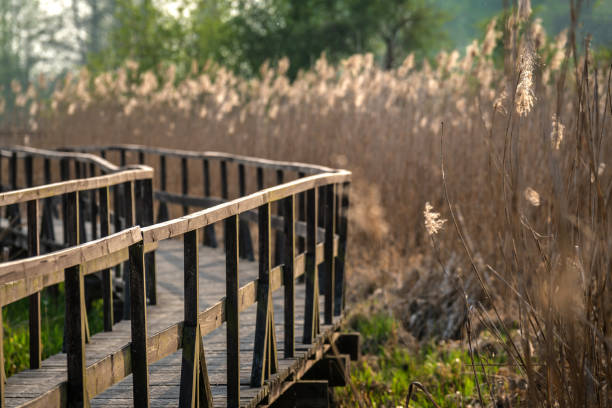 Wooden footbridge on the river - nature path in a reed. Narew river in Kurowo in Poland.