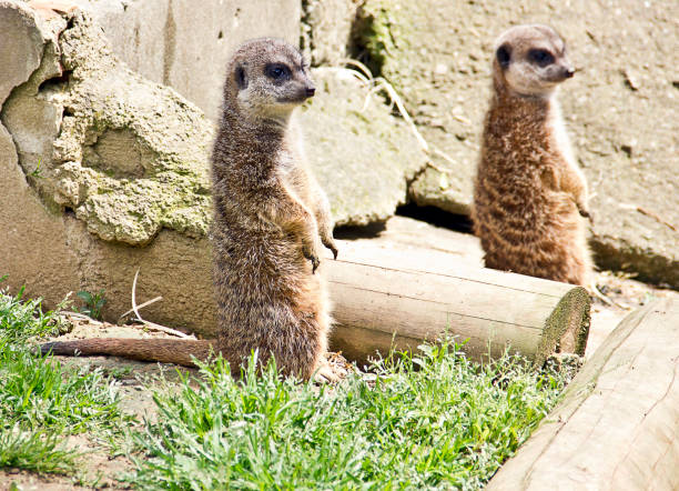 istock Group of meerkats 1145915150