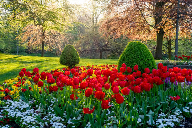 Flowers, Tulips, Northumberland, Public Park, Hexham