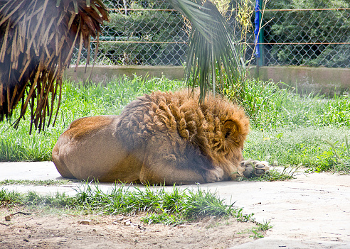 Family of African Lions