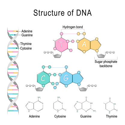 DNA structure. Adenine, Cytosine, Thymine, Guanine, Sugar phosphate backbone, and Hydrogen bond.  Vector diagram for educational, medical, biological, and scientific use