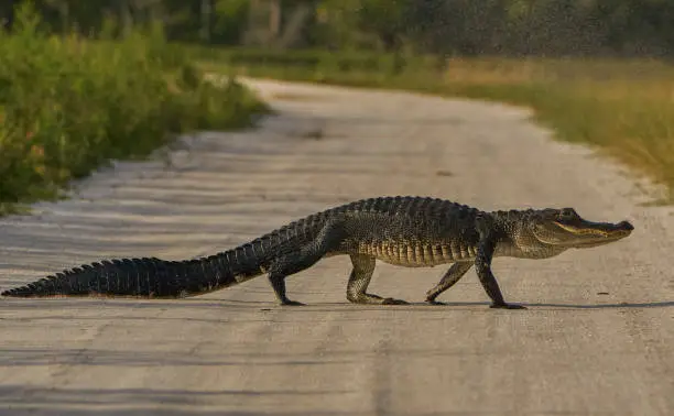 American alligator crossing a dirt road in the natural surroundings of Orlando Wetlands Park in central Florida.  The park is a large marsh area which is home to numerous birds, mammals, and reptiles.